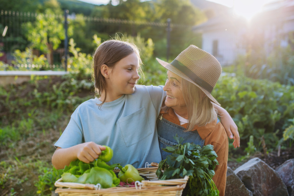 Portrait of grandmother with granddaughter with crate full of vegetables. Concept of importance of grandparents - grandchild relationship. Intergenerational gardening.