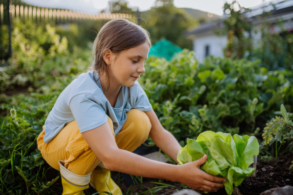 Portrait of a cute girl havesting salat from autumn garden.The young girl in rubber boots harvesting vegetables from soil.