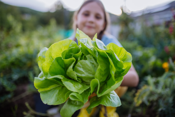 Portrait of a cute girl holding big juicy head of lettuce from autumn garden.