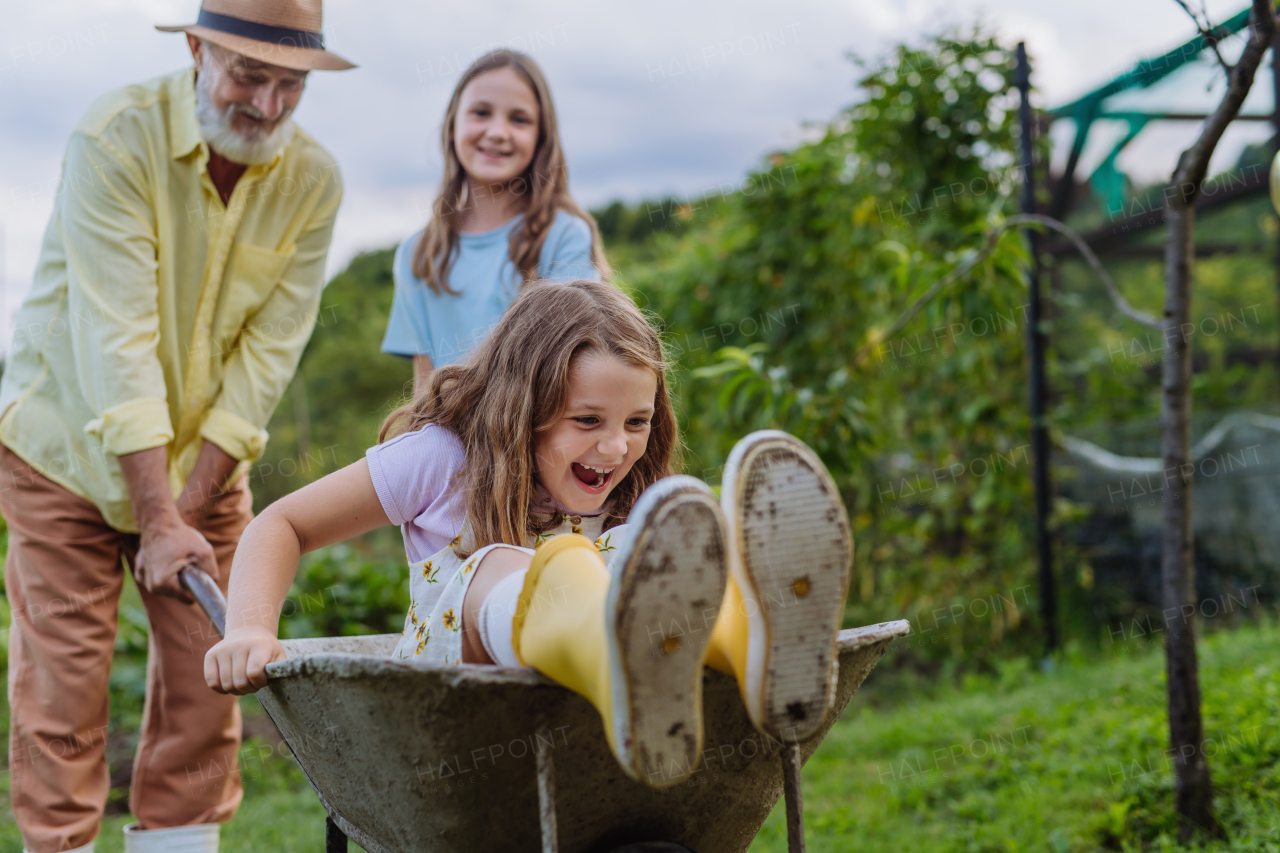 Grandfather and sister pushing little girl in a wheelbarrow through the garden. The girl raising her hands above her head and laughing during the ride.