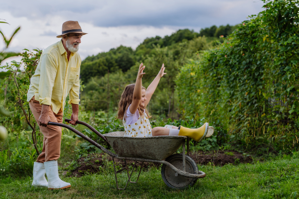 Grandfather pushes his granddaughter in a wheelbarrow through the garden. The girl raising her hands above her head and laughing during the ride.