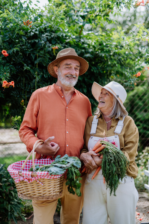 Happy senior couple harvesting fresh vegetables from their garden.