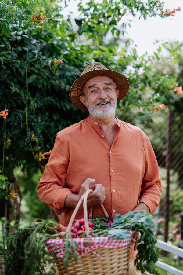 Happy senior man harvesting fresh vegetables from his garden.