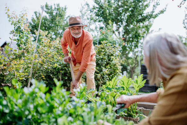 Happy senior couple working and harvesting fresh vegetables from their garden.