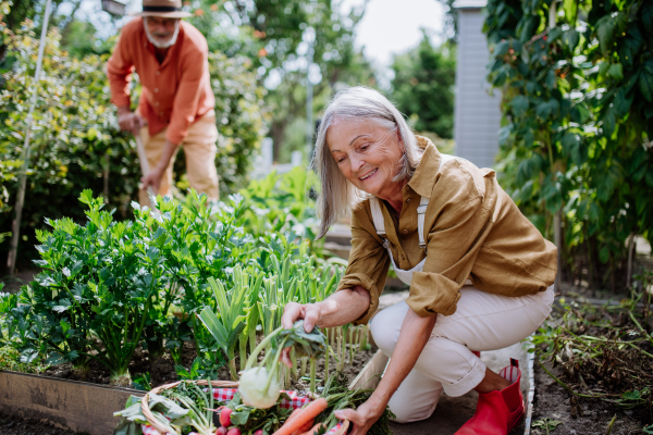 Happy senior couple working and harvesting fresh vegetables from their garden.