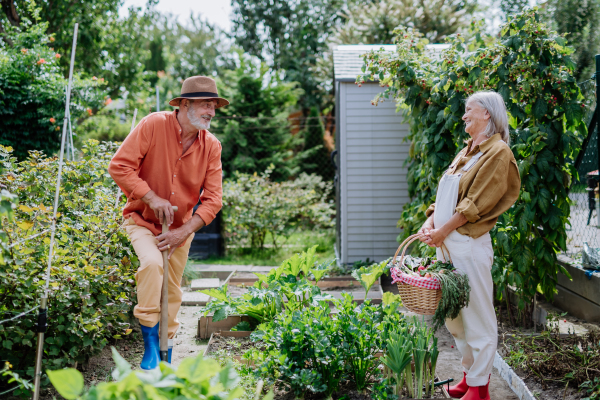 Happy senior couple working and harvesting fresh vegetables from their garden.