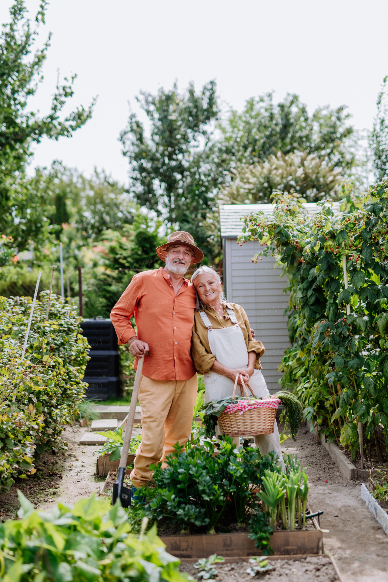 Happy senior couple working and harvesting fresh vegetables from their garden.