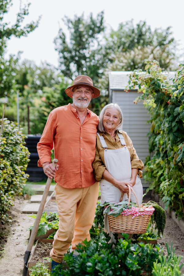 Happy senior couple harvesting fresh vegetables from their garden.