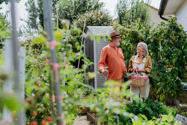 Happy senior couple harvesting fresh vegetables from their garden.