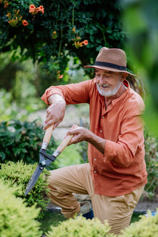 Senior man cutting bushes in his garden.