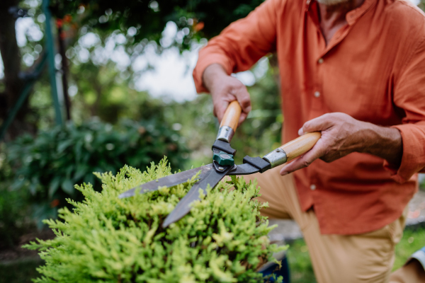 Senior man cutting bushes in his garden.