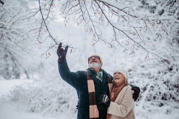 Elegant senior couple walking in the snowy park, during cold winter snowy day. Elderly man shaking snow off the branch, laughing. Wintry landscape.