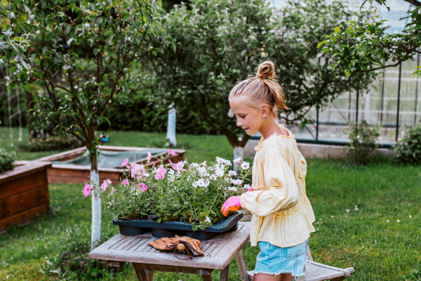 Young girl replanting flower seedlings from tray. Taking care of garden and planting spring flowers.