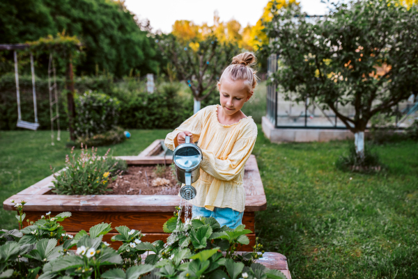 Young girl watering strawberries in raised bed, holding metal watering can. Taking care of garden and planting spring flowers.