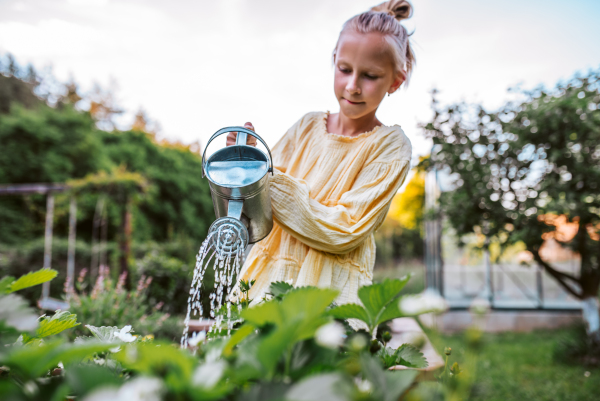 Girl watering strawberries in raised bed, holding metal watering can. Taking care of a garden and planting spring fruits, vegetables and flowers.