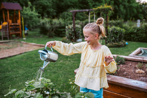 Girl watering strawberries in raised bed, holding metal watering can. Taking care of a garden and planting spring fruits, vegetables and flowers.