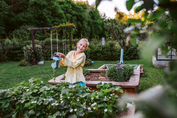 Girl watering strawberries in raised bed, holding metal watering can. Taking care of a garden and planting spring fruits, vegetables and flowers.