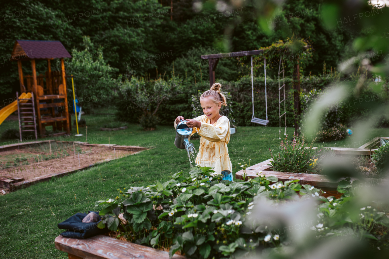 Girl watering strawberries in raised bed, holding metal watering can. Taking care of a garden and planting spring fruits, vegetables and flowers.