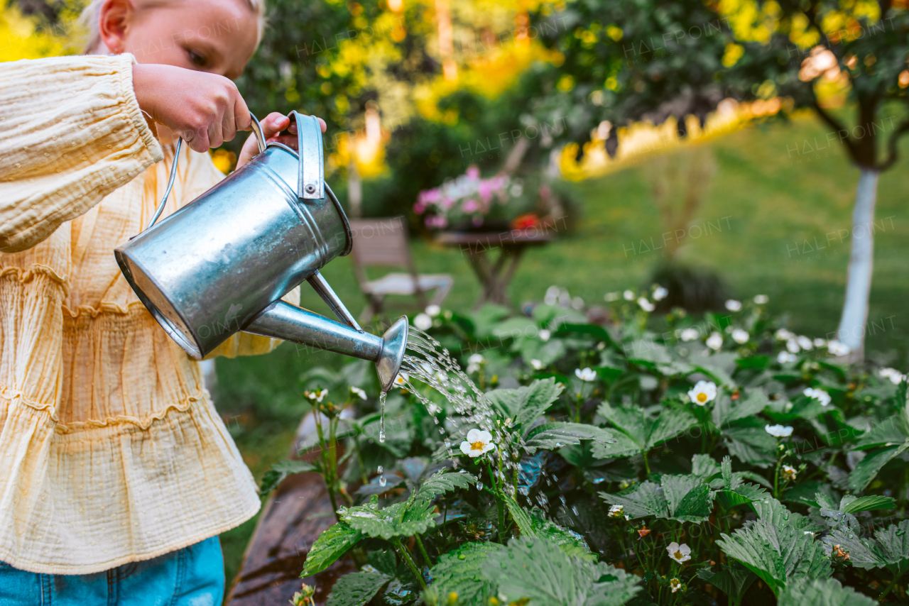 Girl watering strawberries in raised bed, holding metal watering can. Taking care of a garden and planting spring fruits, vegetables and flowers.