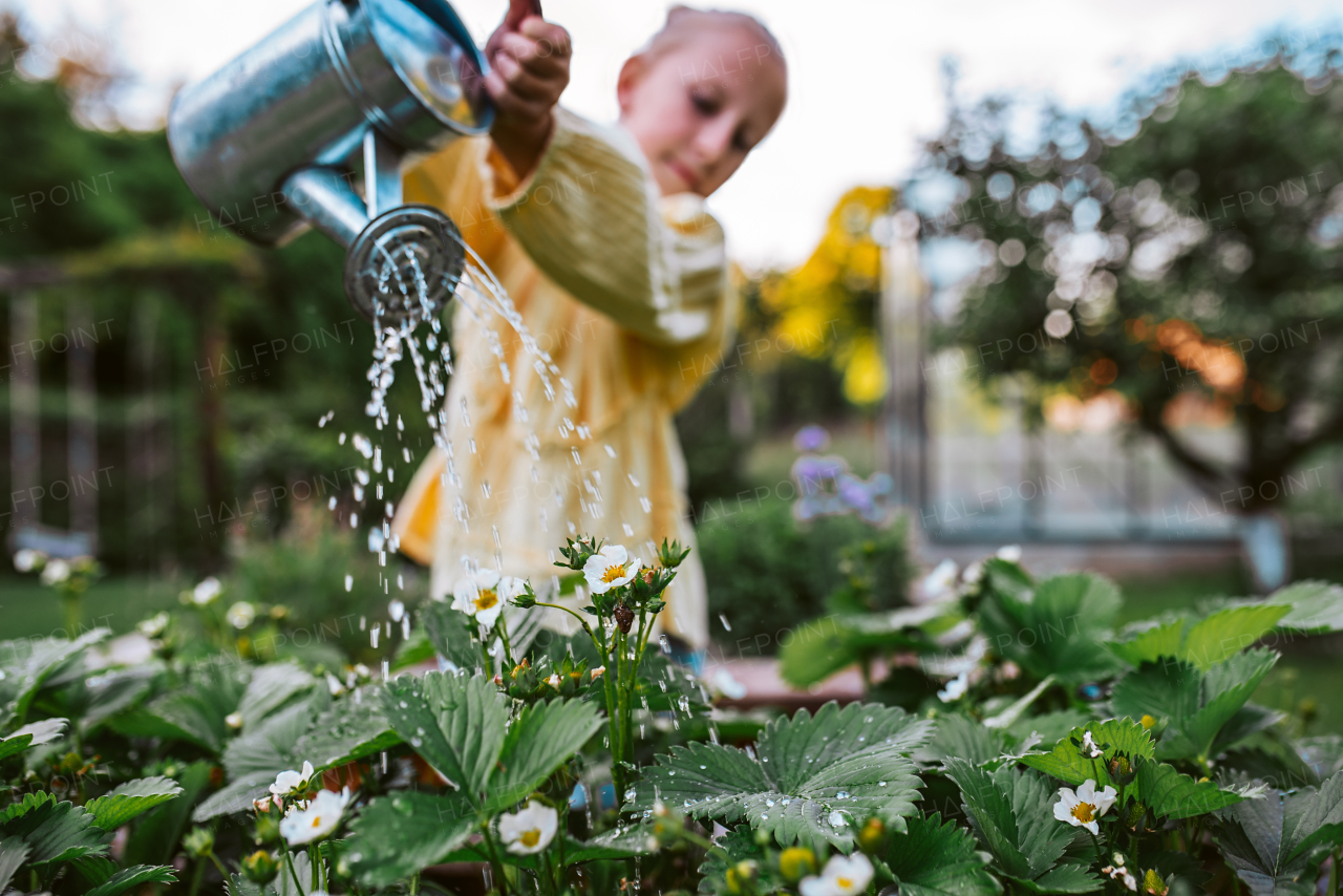 Girl watering strawberries in raised bed, holding metal watering can. Taking care of a garden and planting spring fruits, vegetables and flowers.