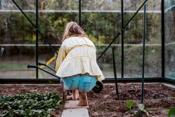 Young girl replanting vegetable seedlings from tray to greenhouse. Taking care of garden and planting spring vegetable, herbs.