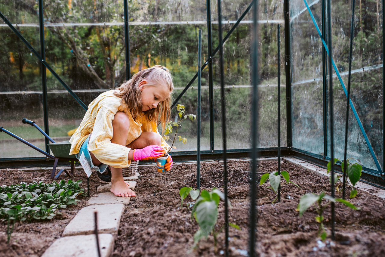 Young girl replanting vegetable seedlings from tray to greenhouse. Taking care of garden and planting spring vegetable, herbs.