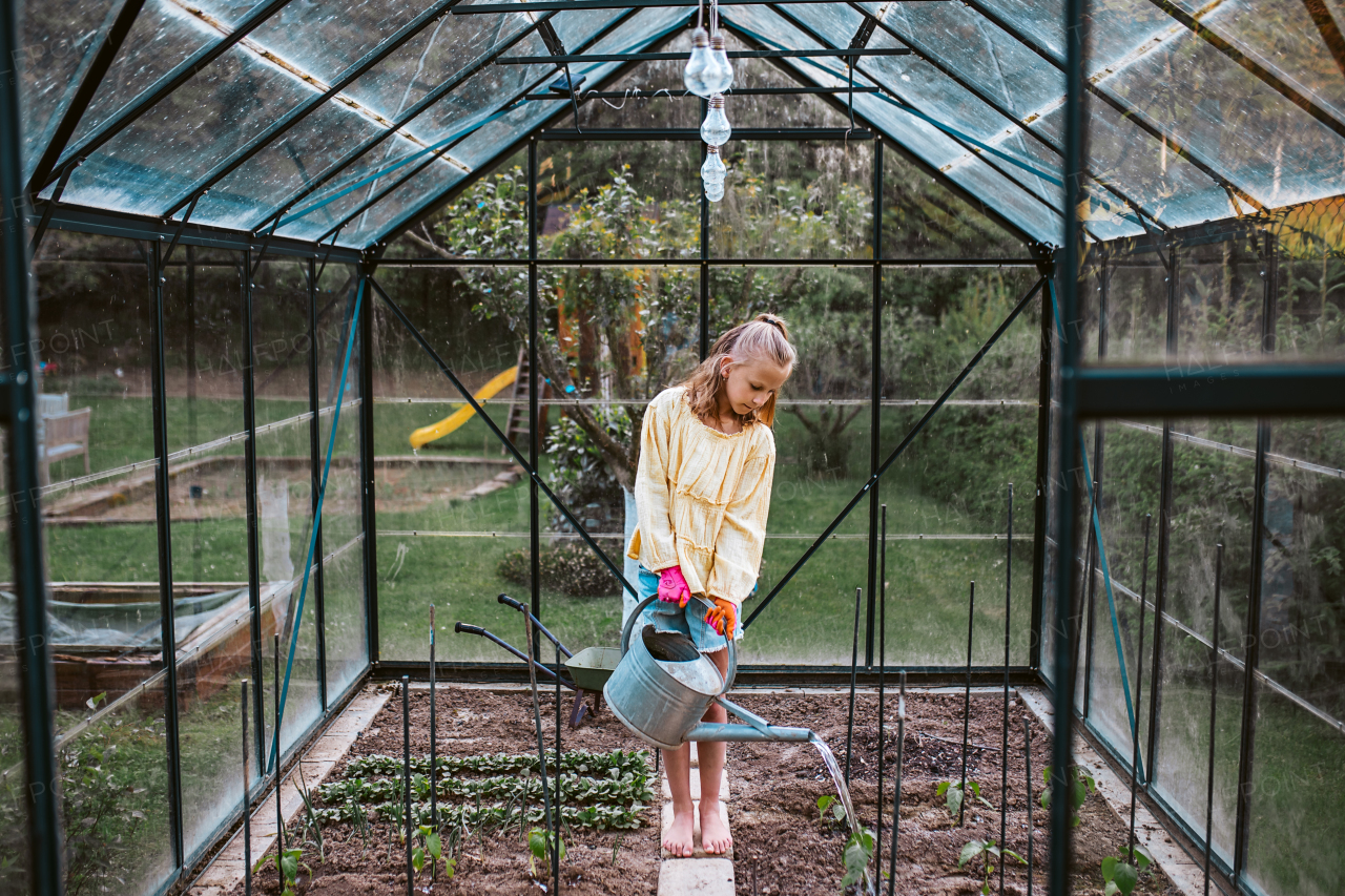 Young girl watering vegetable seedlings from tray to greenhouse. Taking care of garden and planting spring vegetable, herbs.