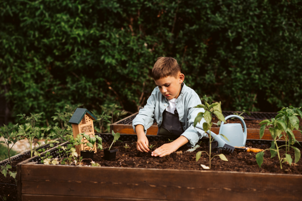 Young boy taking care of small vegetable plants in raised bed with bare hands. Childhood outdoors in garden.