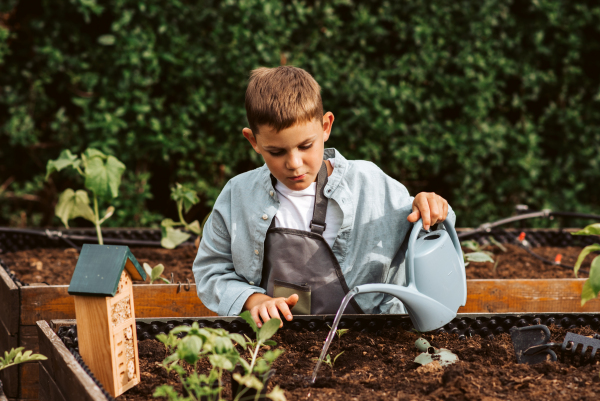 Young boy taking care of small vegetable plants in raised bed with bare hands. Childhood outdoors in garden.