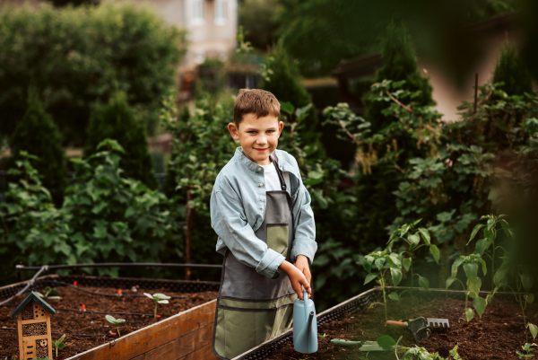 Young boy taking care of small vegetable plants in raised bed, watering them. Childhood outdoors in garden.