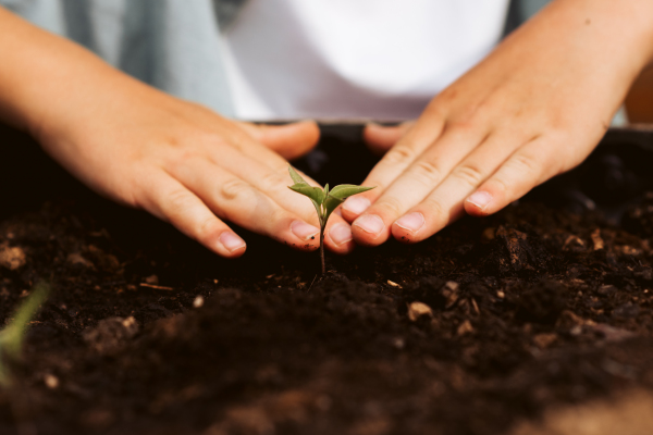 Close up of bare dirty hands taking care of small vegetable plants in raised bed. Childhood outdoors in garden.