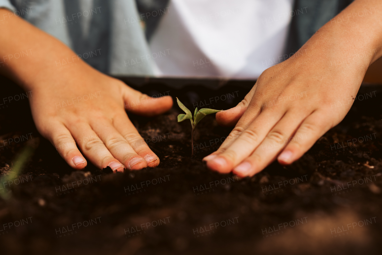 Close up of bare hands taking care of small vegetable plants in raised bed. Childhood outdoors in garden.