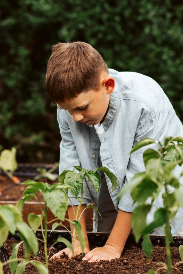 Young boy taking care of small vegetable plants in raised bed with bare hands. Childhood outdoors in garden.