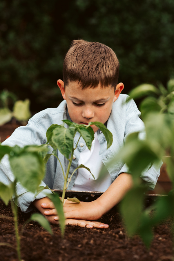 Young boy taking care of small vegetable plants in raised bed with bare hands. Childhood outdoors in garden.