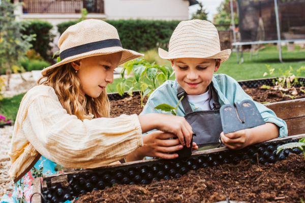 Siblings, girl and boy taking care of small vegetable plants in raised bed, holding small shovel. Childhood outdoors in garden.