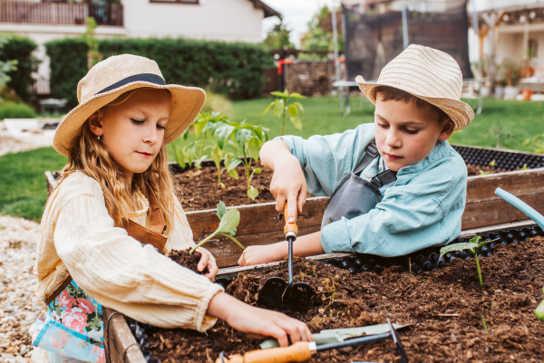 Siblings, girl and boy taking care of small vegetable plants in raised bed, holding small shovel. Childhood outdoors in garden.