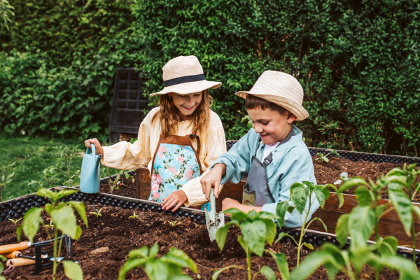 Siblings, girl and boy taking care of small vegetable plants in raised bed, holding small shovel. Childhood outdoors in garden.