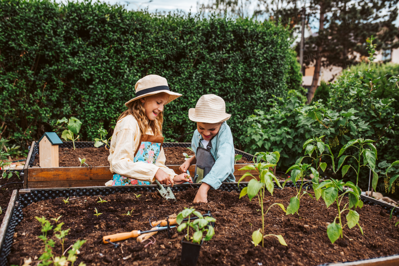 Siblings, girl and boy taking care of small vegetable plants in raised bed, holding small shovel. Childhood outdoors in garden.