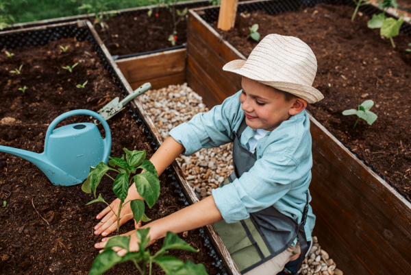 Young boy taking care of small vegetable plants in raised bed with bare hands. Childhood outdoors in garden.