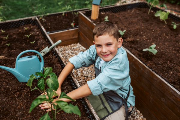 Young boy taking care of small vegetable plants in raised bed with bare hands. Childhood outdoors in garden.