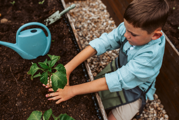 Young boy taking care of small vegetable plants in raised bed with bare hands. Childhood outdoors in garden.