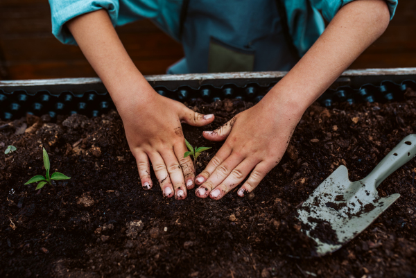 Close up of bare dirty hands taking care of small vegetable plants in raised bed. Childhood outdoors in garden.