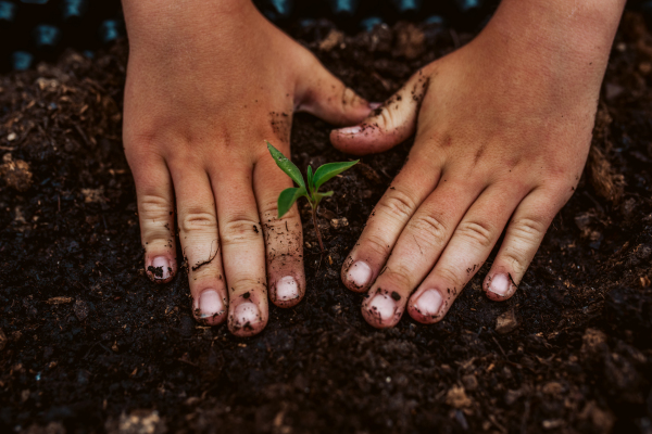 Close up of bare dirty hands taking care of small vegetable plants in raised bed. Childhood outdoors in garden.