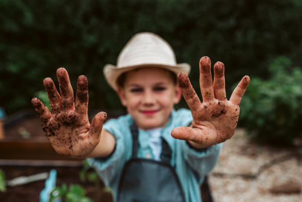 Young has dirty hands after gardening. Taking care of small vegetable plants in raised bed with bare hands. Childhood outdoors in garden.