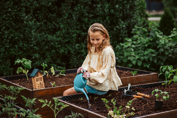 Young girl watering small vegetable plants in raised bed, holding plastic watering can. Taking care of garden and planting spring flowers.