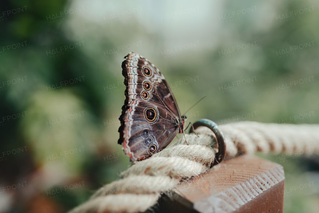 Close-up of butterly behind glass in a zoo.