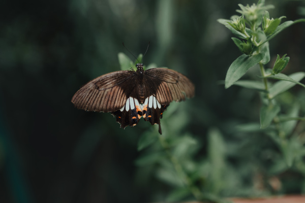 Close-up of butterfly on a flower, outdoor at nature.