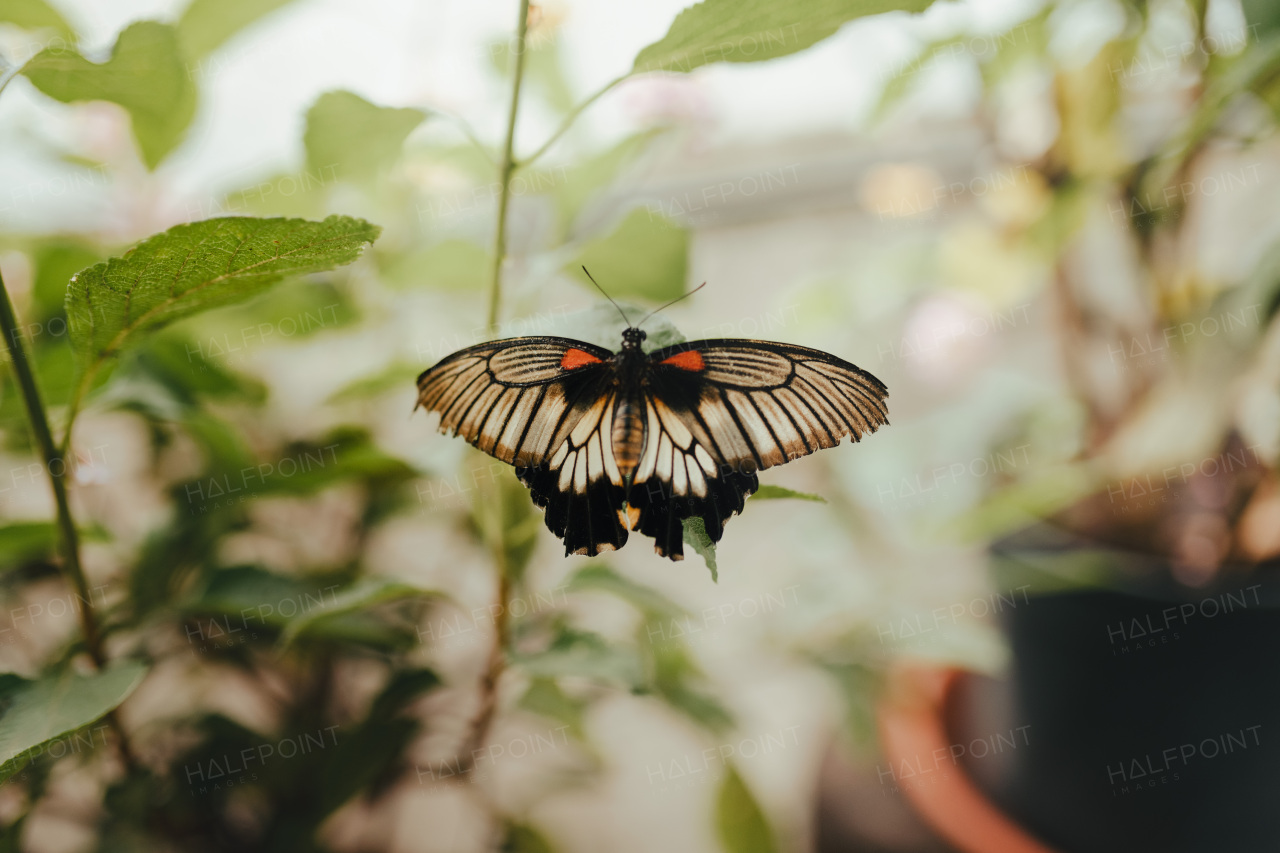 Close-up of butterly behind glass in a zoo.