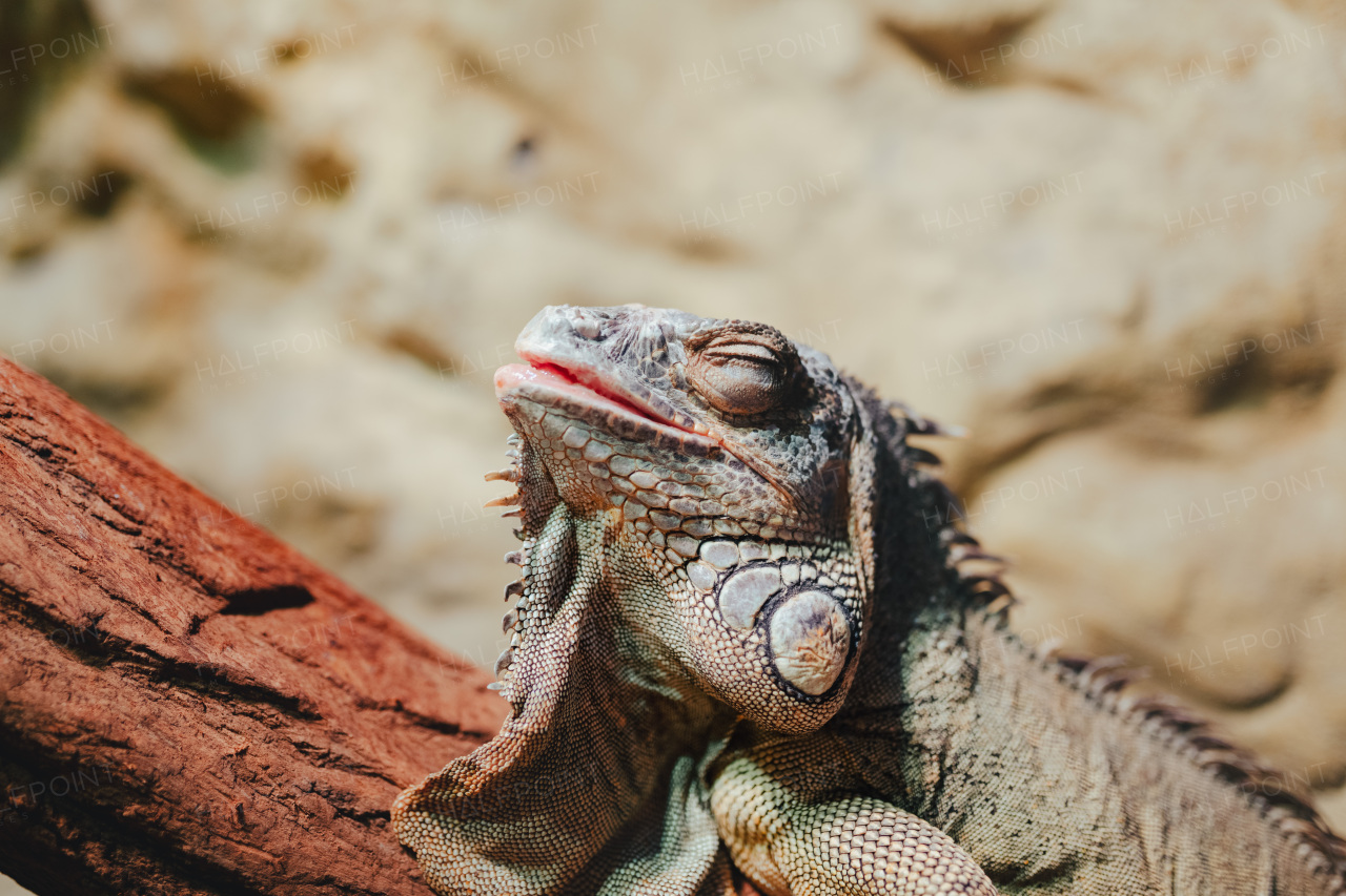 Close-up of iguana enjoying the sunlight outdoor.