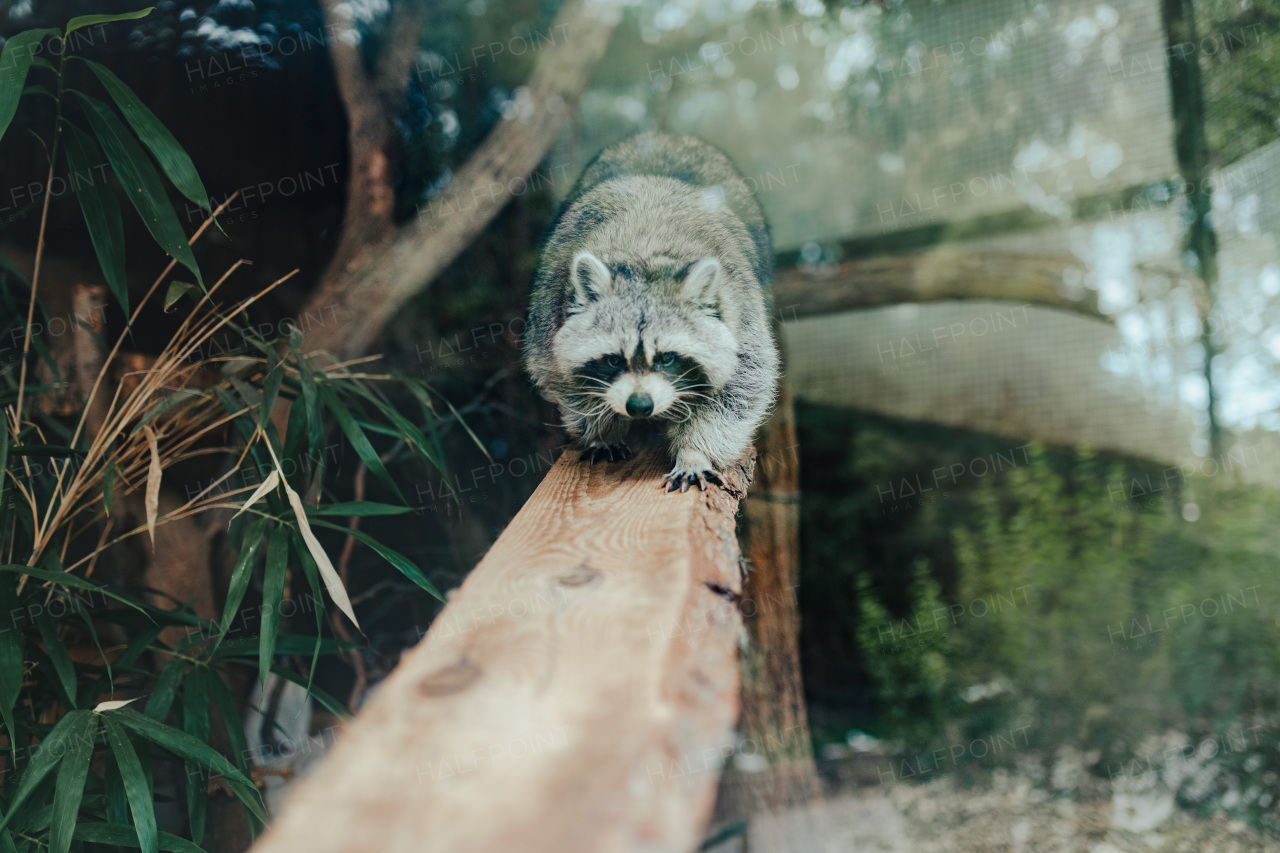 Close-up of raccoon behind glass in a zoo.